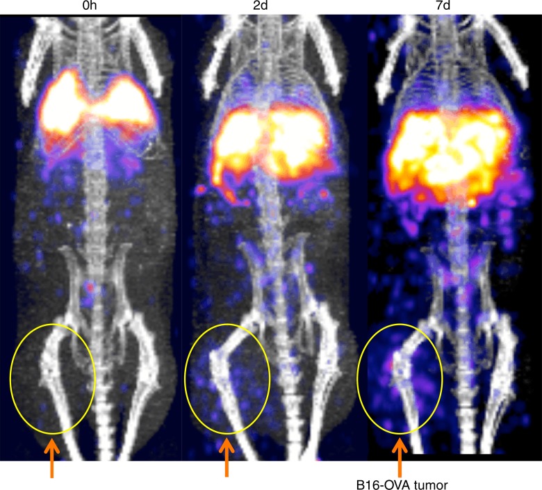 Figure 7a: