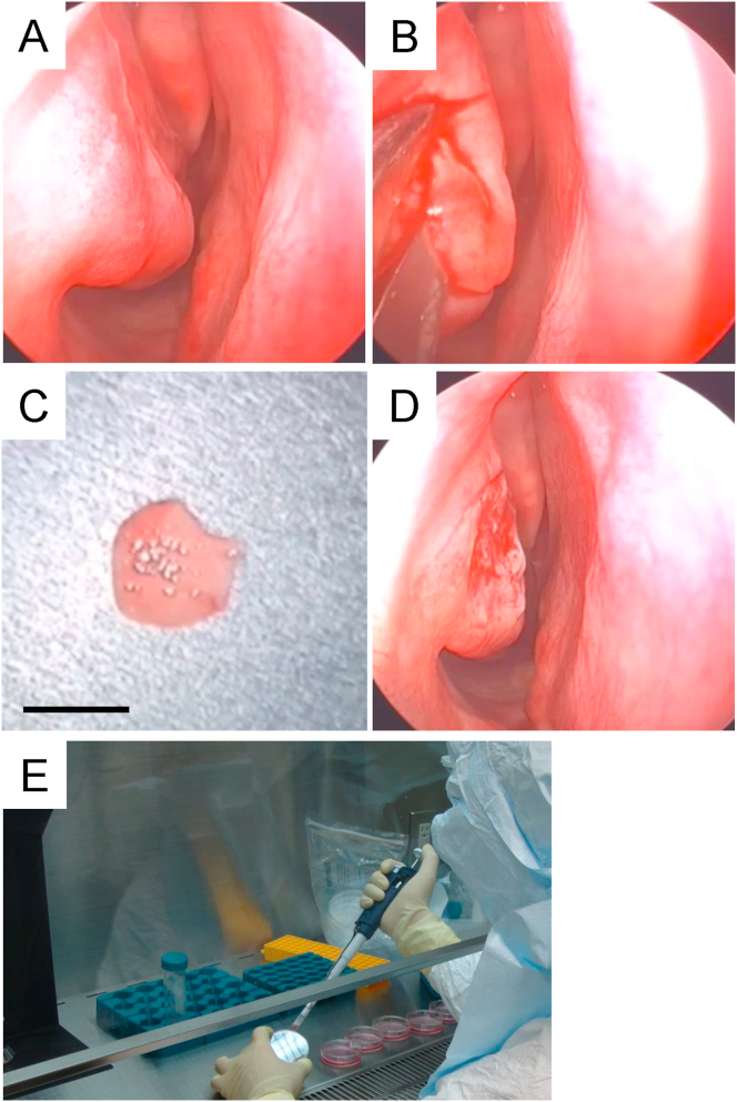 Fig. 2