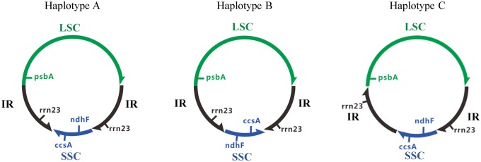 Fig. 1.