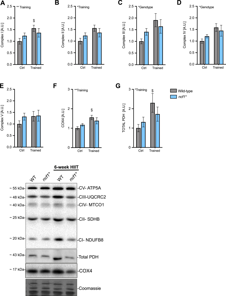 Fig. 6