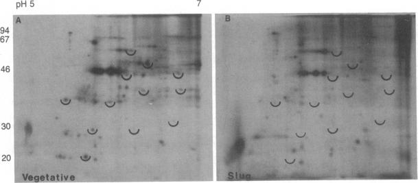 graphic file with name pnas00364-0278-a.jpg