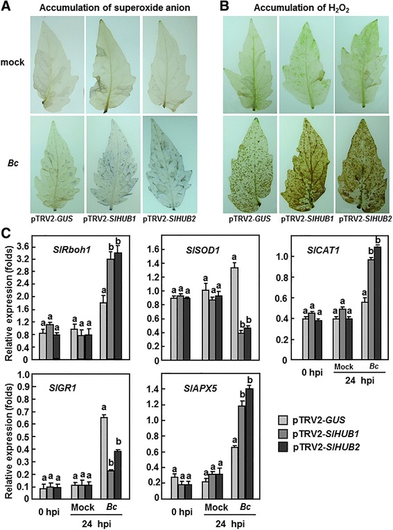 Fig. 8