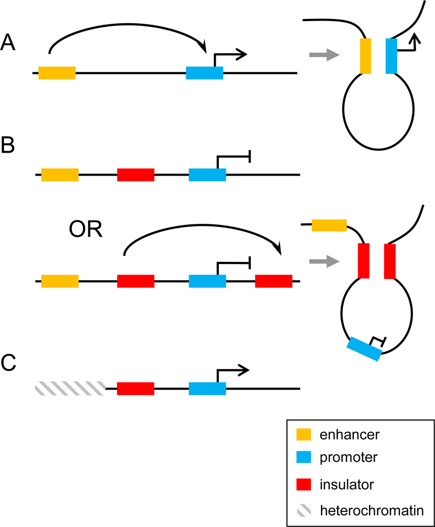 Enhancer and promoter interactions — long distance calls - PMC