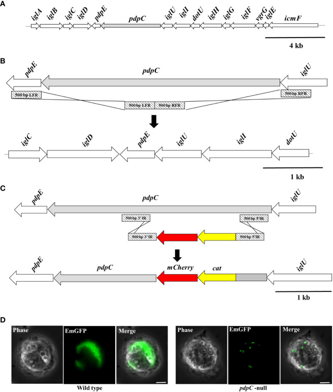 Figure 1