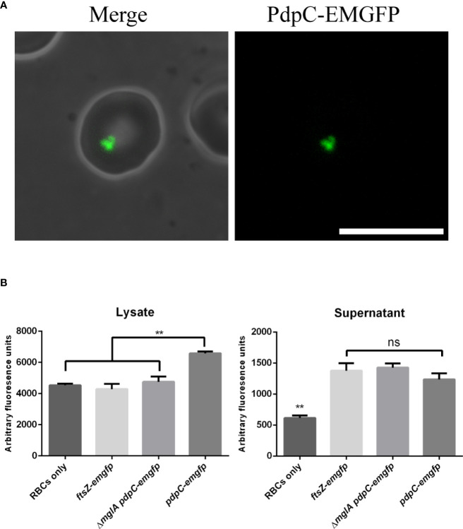 Figure 5