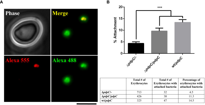 Figure 3