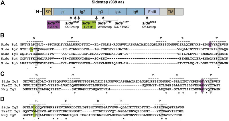 FIGURE 1