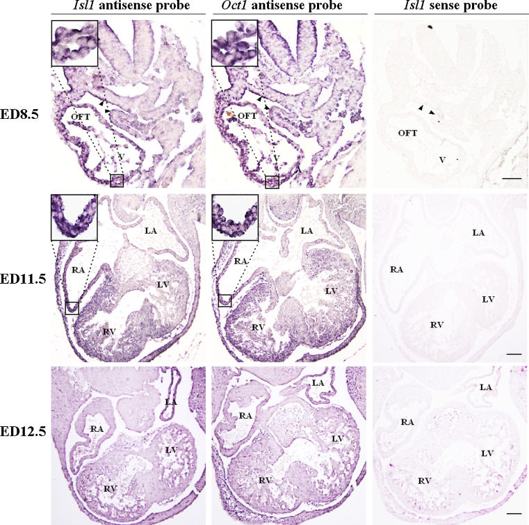 Fig. 7