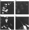 Fig. 10.