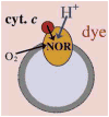 Figure 85