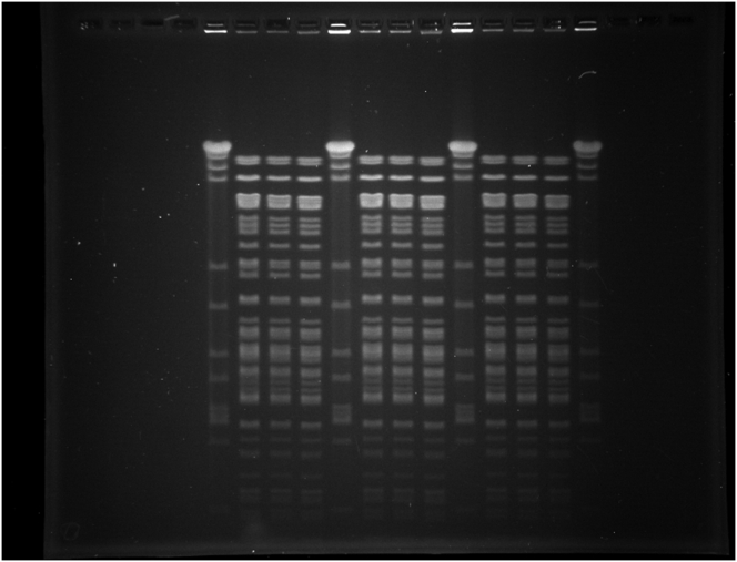 Supplementary Figure 2