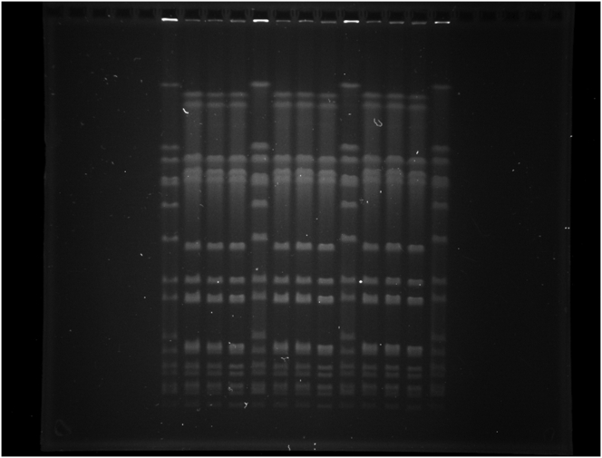 Supplementary Figure 1