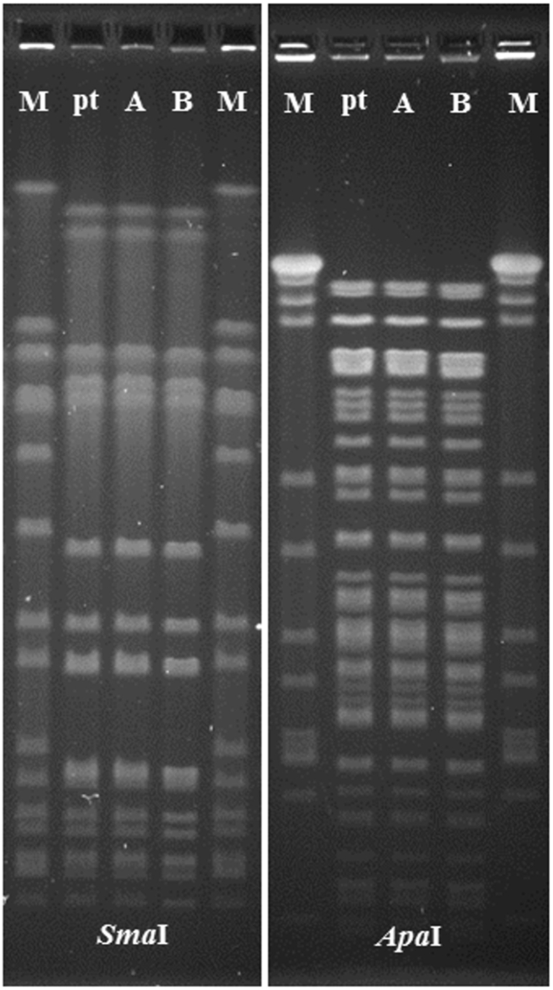 Figure 5