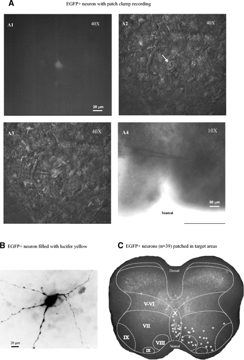 Fig. 4.