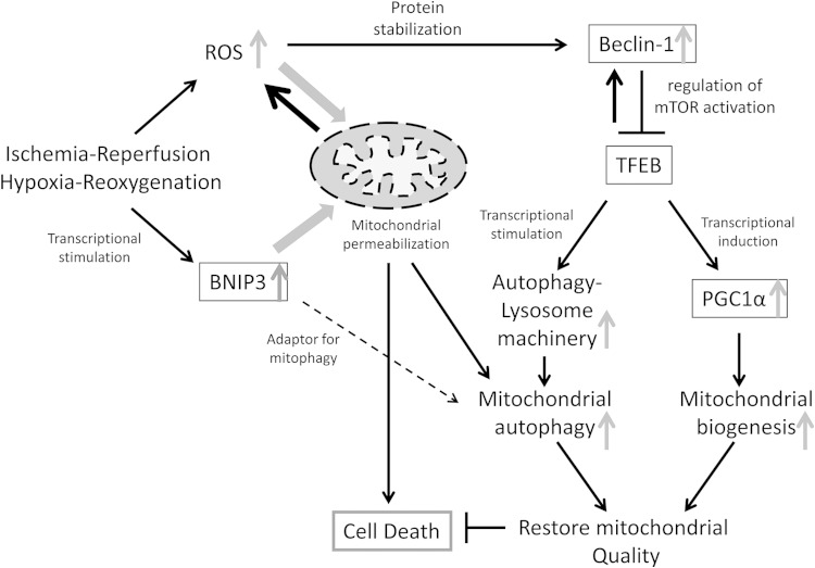 FIG 14