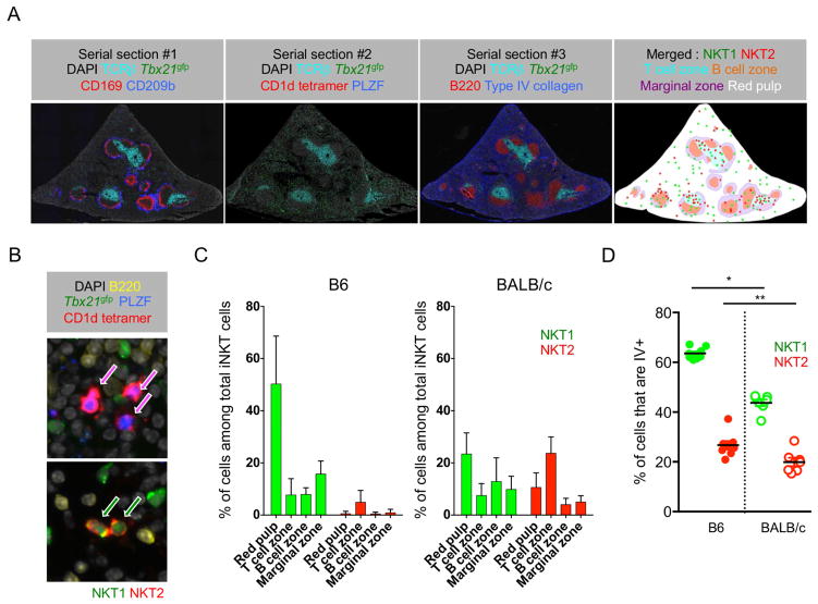 Tissue specific distribution of iNKT cells impacts their cytokine ...