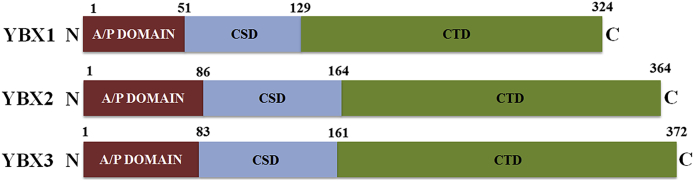 Figure 1