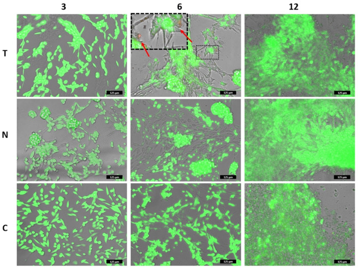 Figure 10