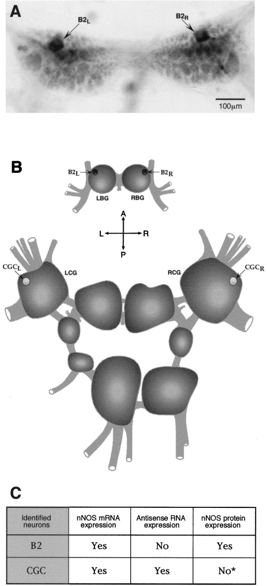 Fig. 8.