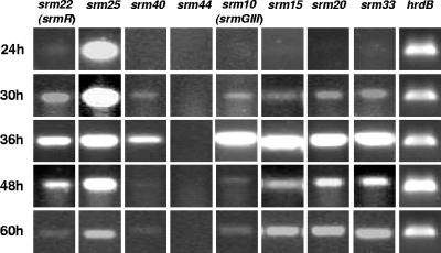 FIG. 2.