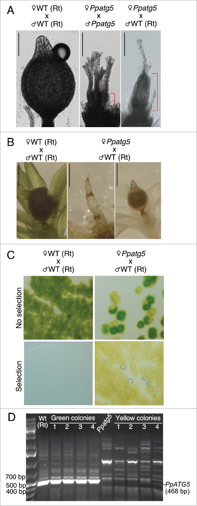 Figure 5.