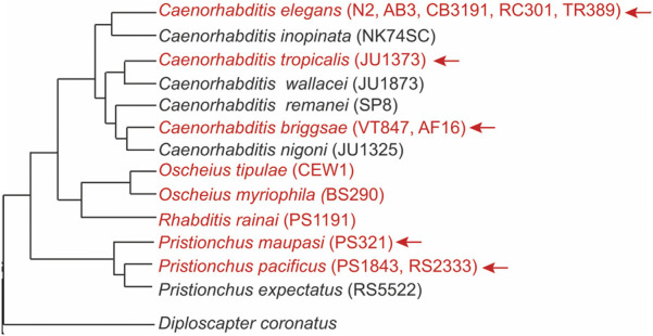 Decoding lifespan secrets: the role of the gonad in Caenorhabditis ...