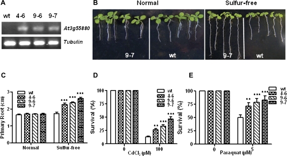 Fig. 11.