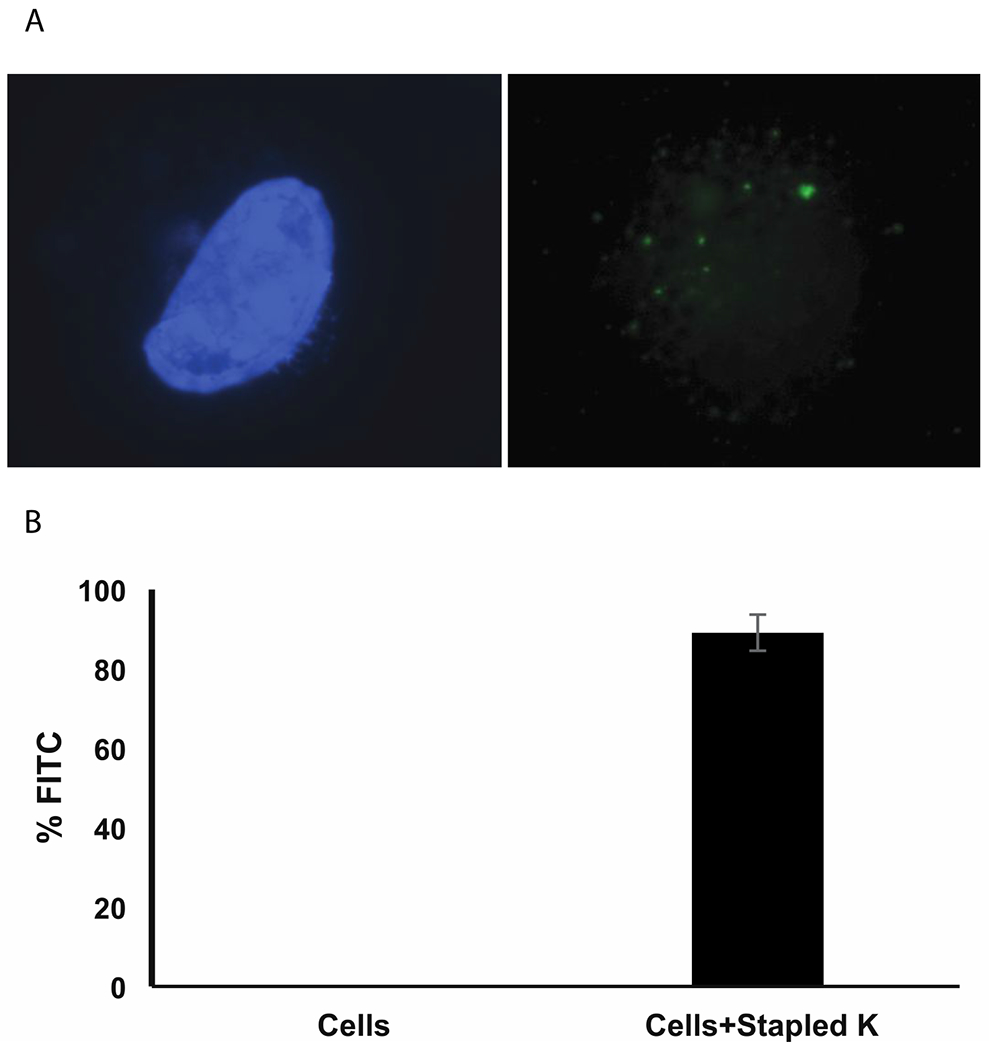 Figure 3: