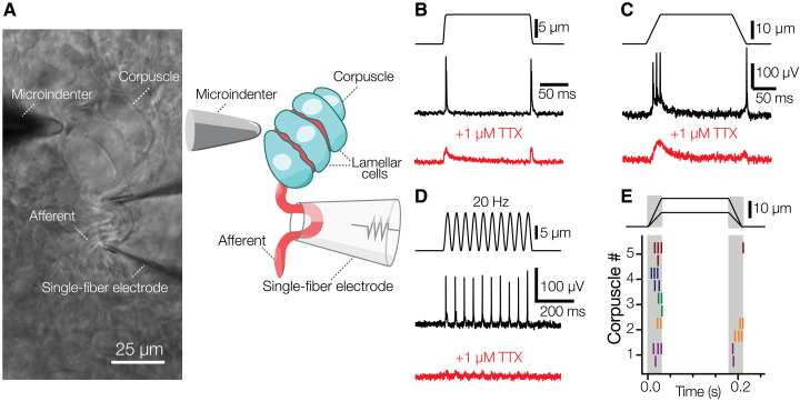 Fig. 3.