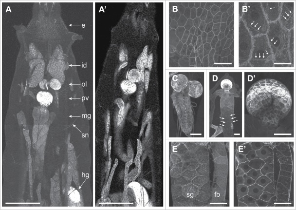 Figure 3.