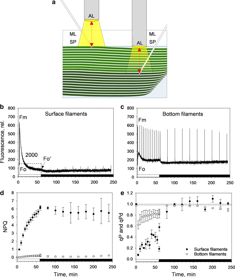 Fig. 3