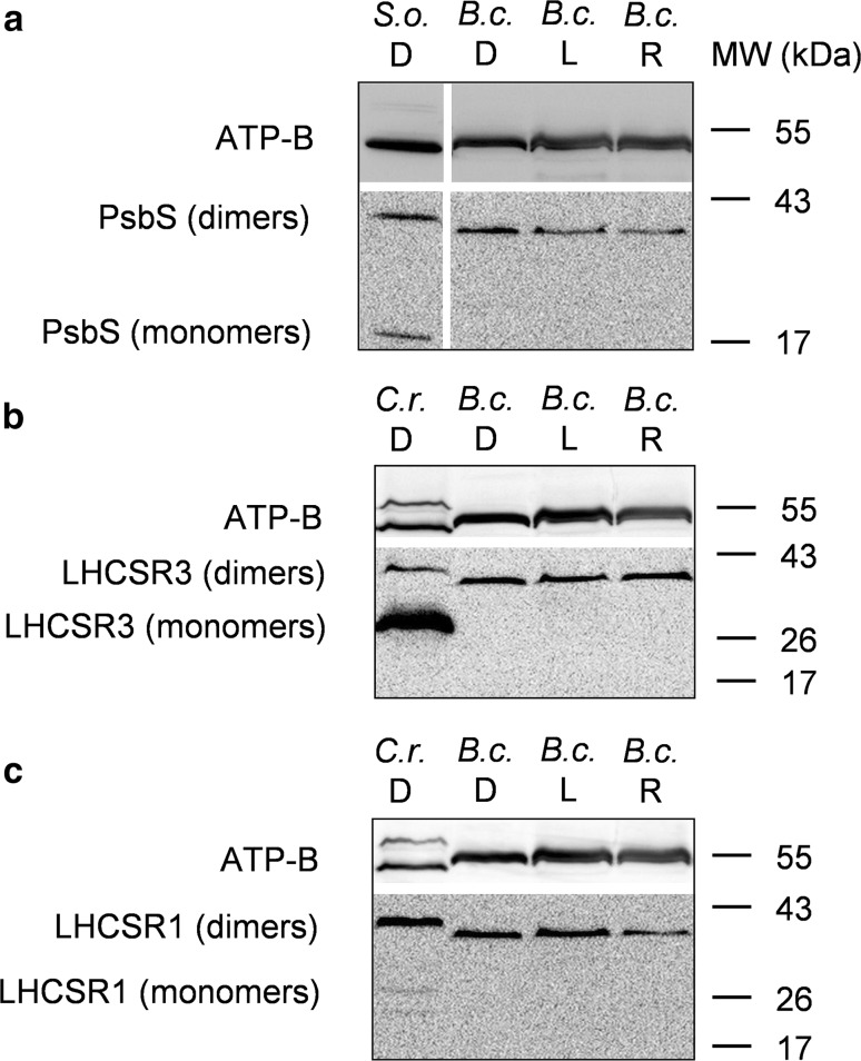 Fig. 7