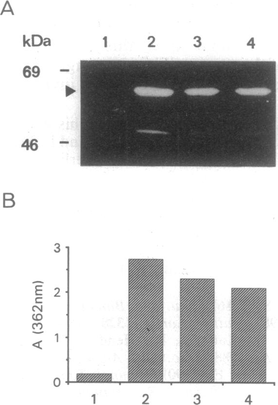 graphic file with name pnas01133-0487-a.jpg