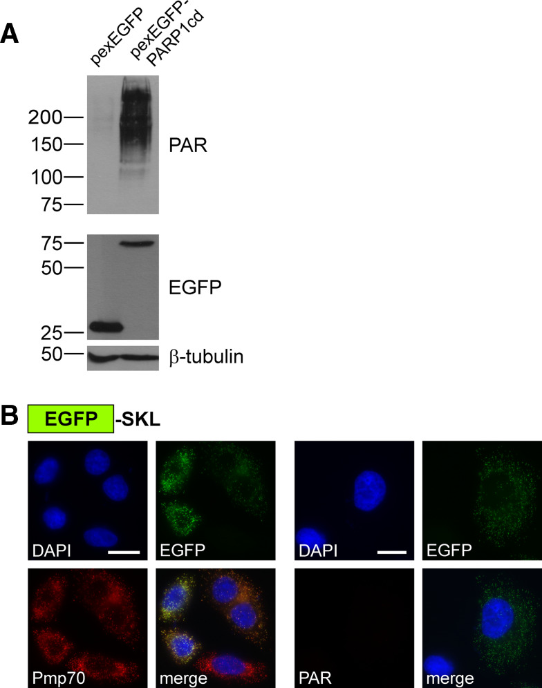 Fig. 6