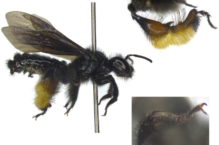 Fig. 1.