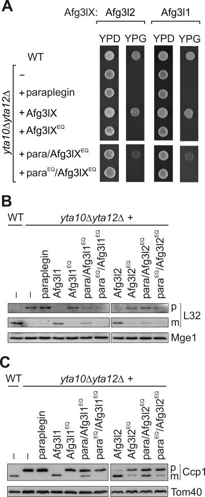 FIG. 6.