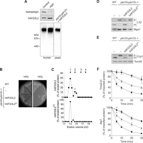 FIG. 1.