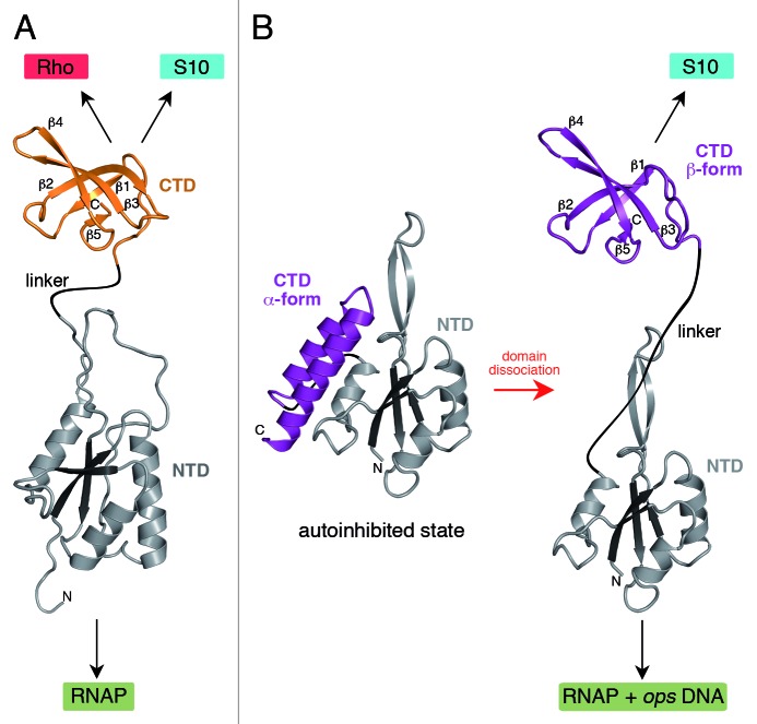 graphic file with name rna-9-1418-g1.jpg