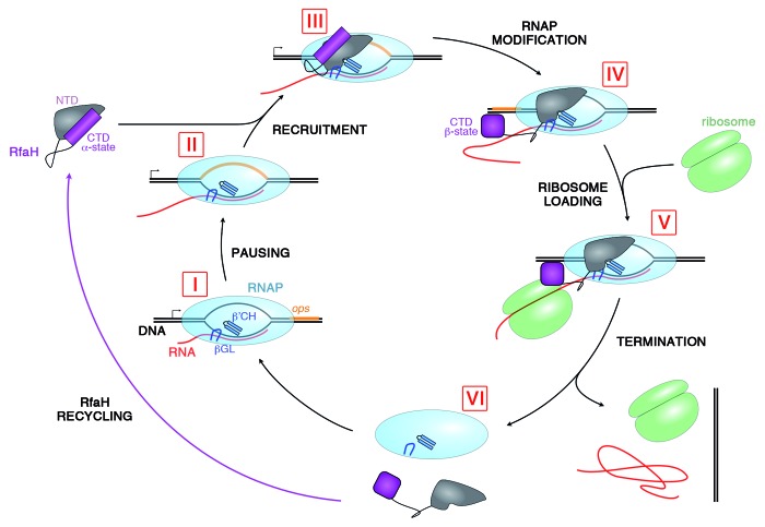 graphic file with name rna-9-1418-g2.jpg