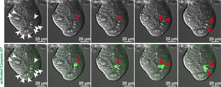 Figure 6