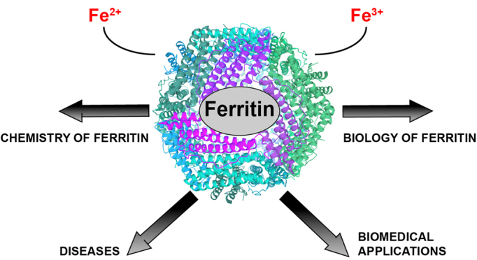 Graphical Abstract