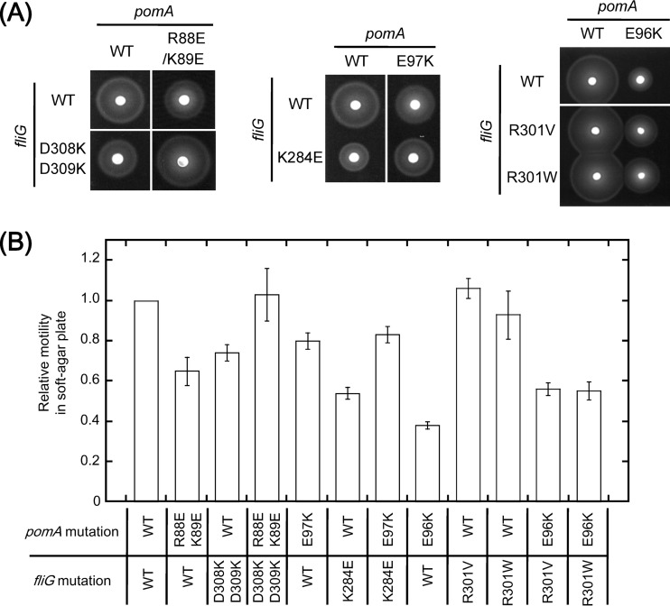 FIG 3