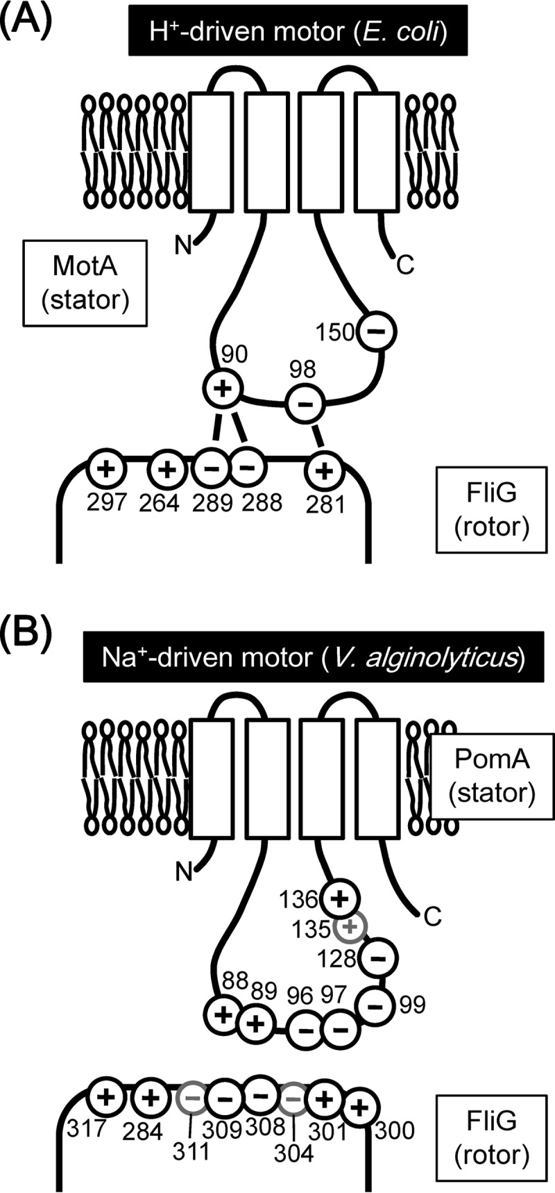 FIG 1