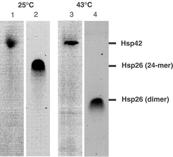 Hsp42 is the general small heat shock protein in the cytosol of ...