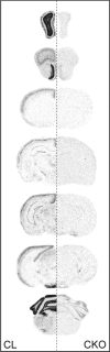 Supplementary Figure 1