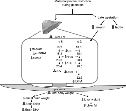 Fig. 7.