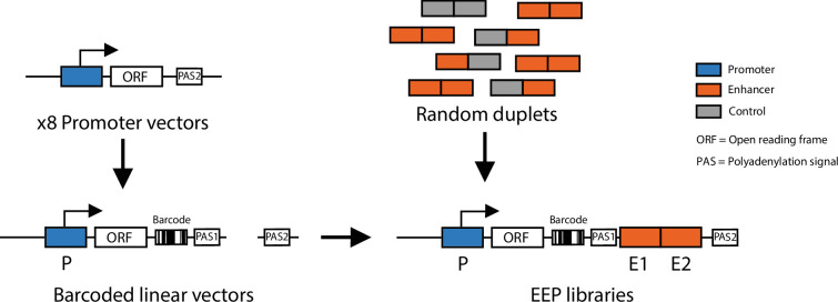 Figure 1—figure supplement 1.