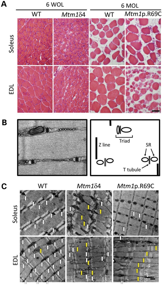 Figure 3.