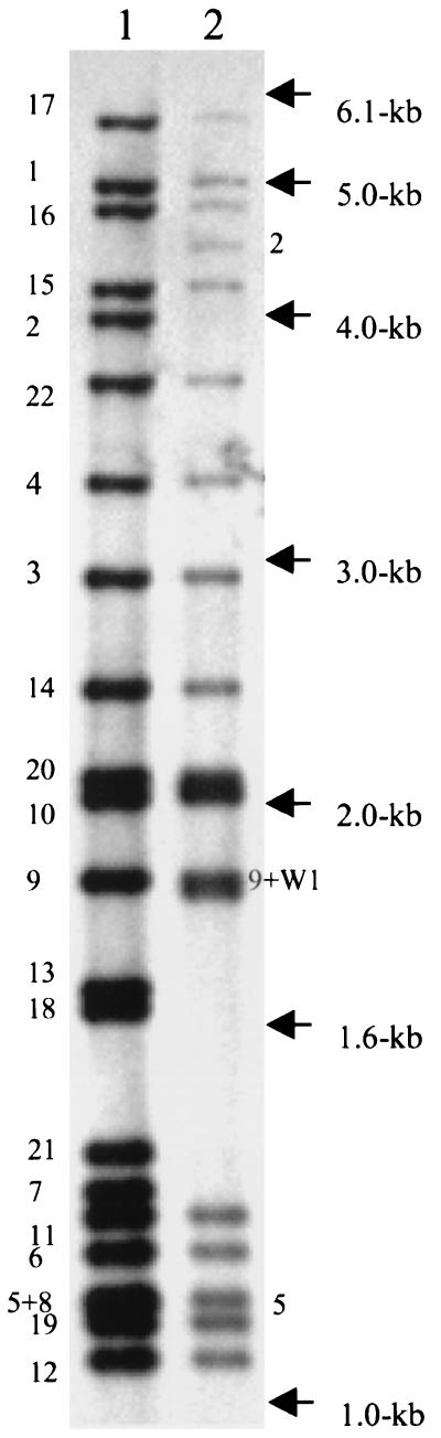 FIG. 1