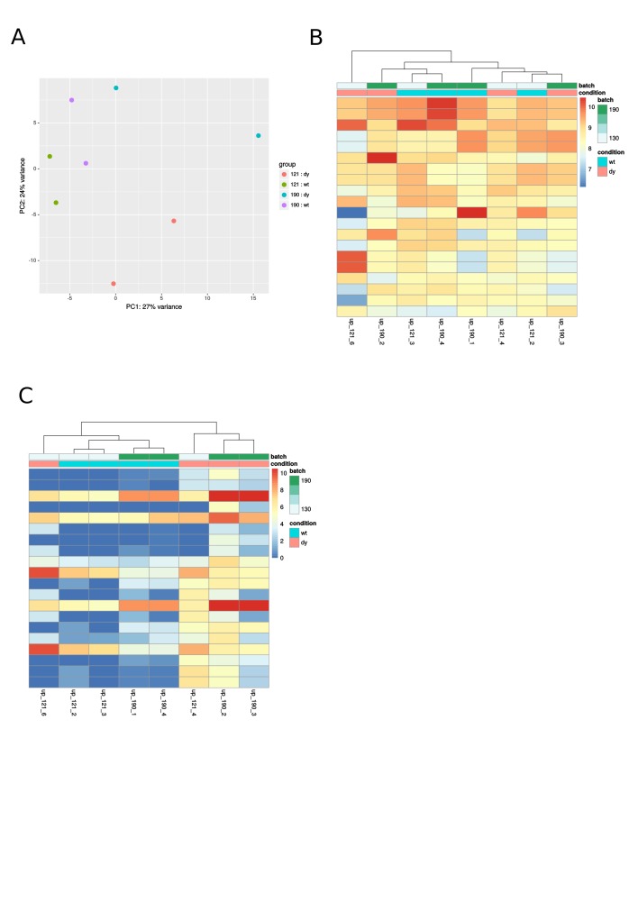 Sup3. A: PCA of six-week-old samples; B: Heatmap of the 20 mostly expressed miRNAs at six weeks of age; C: Heatmap of differentially expressed miRNAs at six weeks of age.